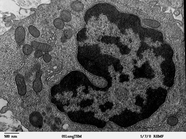 Macrophage