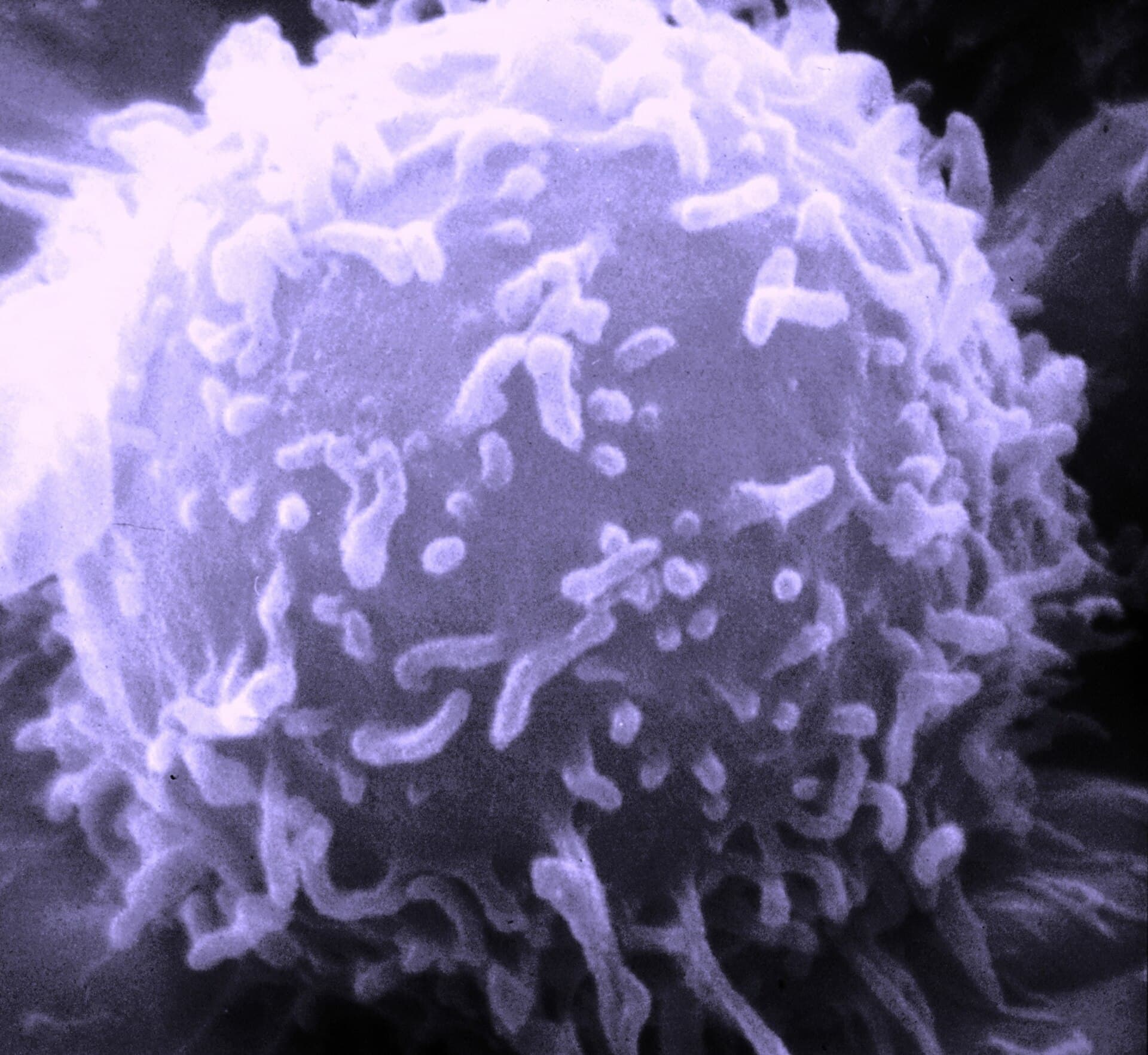 T Cell